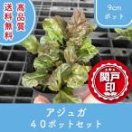 высокое качество живучка 9cm pot 40 pot комплект бесплатная доставка ( Kanto * Tokai * Kansai * Hokuriku * Shinetsu . ограничение ) Revue . написать привилегия есть!! почвопокровные растения подлесок KIRAN saw .