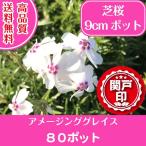  высокое качество газонная трава Sakura Ame - Gin g Grace 9cm pot 80 pot бесплатная доставка ( Kanto * Tokai * Kansai * Hokuriku * Shinetsu . ограничение ) Hokkaido к рассылка не возможно почвопокровные растения подлесок .. меры рассада 