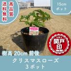 高品質 クリスマスローズ ポットタイプ 15cmポット 3ポットセット 樹高20cm前後 送料無料(関東・東海・関西・北陸・信越に限り) レビューを書いて特典あり!