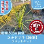  высокое качество koru Gigli ne зеленый лист pot модель 10.5~12cm pot 3 pot комплект высота дерева 60cm передний и задний (до и после) бесплатная доставка ( Kanto * Tokai * Kansai * Hokuriku * Shinetsu . ограничение ) Revue . написать привилегия есть 