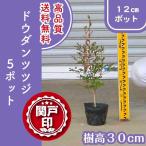  высокое качество dou Dan азалия pot модель 12~15cm pot 5 pot Revue . написать привилегия есть бесплатная доставка!( Kanto * Tokai * Kansai * Hokuriku * Shinetsu . ограничение )