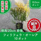  высокое качество filifela* ole a10.5cm pot 10 pot комплект высота дерева 20cm передний и задний (до и после) бесплатная доставка ( Kanto * Tokai * Kansai * Hokuriku * Shinetsu . ограничение ) Revue . написать привилегия есть!