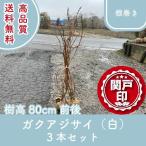 高品質 梅雨の主役 ガクアジサイ（白） 