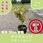  высокое качество Guild край 15cm pot 5 pot комплект высота дерева 30cm передний и задний (до и после) бесплатная доставка ( Kanto * Tokai * Kansai * Hokuriku * Shinetsu . ограничение ) Revue . написать привилегия есть!