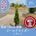  high quality gold rider ground middle pot type 1 pot height of tree 120cm rom and rear (before and after) free shipping ( Kanto * Tokai * Kansai * Hokuriku * Shinetsu . limit ) Revue . write privilege equipped!