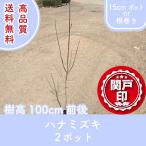 高品質ハナミズキ15cmポットor...