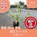  высокое качество . ввод tobela15cm pot 5 pot комплект высота дерева 30cm передний и задний (до и после) бесплатная доставка ( Kanto * Tokai * Kansai * Hokuriku * Shinetsu . ограничение ) Revue . написать привилегия есть!. исключая . сырой .