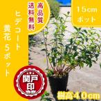  высокое качество сырой . оптимальный hite пальто ( желтый цветок )15cm pot 5 pot Revue . написать привилегия есть бесплатная доставка ( Kanto * Tokai * Kansai * Hokuriku * Shinetsu . ограничение )