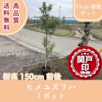  высокое качество himeyuzli - pot модель 21cm pot передний и задний (до и после) 1 pot высота дерева 150cm передний и задний (до и после) бесплатная доставка ( Kanto * Tokai * Kansai * Hokuriku * Shinetsu . ограничение ) Revue . написать привилегия есть!