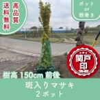  высокое качество . ввод masaki pot or корень наматывать 2 pot комплект высота дерева 150cm передний и задний (до и после) бесплатная доставка ( Kanto * Tokai * Kansai * Hokuriku * Shinetsu . ограничение ) Revue . написать привилегия есть сырой .. ввод 