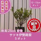  высокое качество Satsuki Исэ город . фиолетовый pot модель 12~15cm pot 5 pot комплект высота дерева 25cm передний и задний (до и после) бесплатная доставка ( Kanto * Tokai * Kansai * Hokuriku * Shinetsu . ограничение ) Revue . написать привилегия есть!