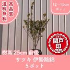  высокое качество Satsuki Исэ город .. pot модель 12~15cm pot 5 pot комплект высота дерева 25cm передний и задний (до и после) бесплатная доставка ( Kanto * Tokai * Kansai * Hokuriku * Shinetsu . ограничение ) Revue . написать привилегия есть!
