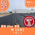 高品質 柿 太秋 根巻きorポットタイプ 1ポット 樹高60cm前後 送料無料(関東・東海・関西・北陸・信越に限り) レビューを書いて特典! 庭木 苗木 果樹苗