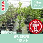 高品質 香り月桂樹 ローリエ ローレル ポットタイプ 18cmポット １ポット レビューを書いて特典あり!!