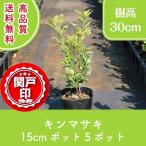  высокое качество gold masaki pot модель 15cm pot 5 pot Revue . написать привилегия есть бесплатная доставка ( Kanto * Tokai * Kansai * Hokuriku * Shinetsu . ограничение ) сырой .