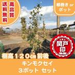 高品質キンモクセイ根巻きorポット...