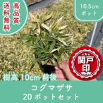  высокое качество Cogu ma The sa10.5cm pot 20 pot комплект высота дерева 20cm передний и задний (до и после) бесплатная доставка ( Kanto * Tokai * Kansai * Hokuriku * Shinetsu . ограничение ) Revue . написать привилегия есть!!