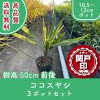  высокое качество здесь s cocos nucifera рассада pot модель 10.5~12cm pot 3 pot комплект высота дерева 50cm передний и задний (до и после) бесплатная доставка ( Kanto * Tokai * Kansai * Hokuriku * Shinetsu . ограничение ) Revue . написать привилегия есть!