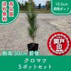  высокое качество черный matsu pot модель 10.5cm pot 5 pot комплект высота дерева 30cm передний и задний (до и после) бесплатная доставка ( Kanto * Tokai * Kansai * Hokuriku * Shinetsu . ограничение ) Revue . написать привилегия есть! сосна ....