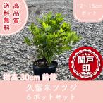  высокое качество Kurume азалия 12~15cm pot 7 вид из 1 вид можно выбрать 6 pot комплект высота дерева 30cm передний и задний (до и после) бесплатная доставка ( Kanto * Tokai * Kansai * Hokuriku * Shinetsu . ограничение ) Revue . написать привилегия есть!