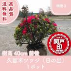  высокое качество Kurume азалия день. . корень наматывать модель 1 pot высота дерева 40cm передний и задний (до и после) бесплатная доставка ( Kanto * Tokai * Kansai * Hokuriku * Shinetsu . ограничение ) Revue . написать привилегия есть!