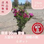  высокое качество Kurume азалия . бабочка. Mai 15cm pot 6 pot высота дерева 30cm передний и задний (до и после) бесплатная доставка ( Kanto * Tokai * Kansai * Hokuriku * Shinetsu . ограничение ) Revue . написать привилегия есть!