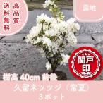  высокое качество Kurume азалия . лето . земля модель 3 pot высота дерева 40cm передний и задний (до и после) бесплатная доставка ( Kanto * Tokai * Kansai * Hokuriku * Shinetsu . ограничение ) Revue . написать привилегия есть!