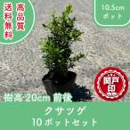  высокое качество ksatsuge pot модель 10.5cm pot 10 pot комплект высота дерева 20cm передний и задний (до и после) бесплатная доставка ( Kanto * Tokai * Kansai * Hokuriku * Shinetsu . ограничение ) Revue . написать привилегия есть!