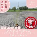  высокое качество repeto spec rumam серебряный u- Lee чайное дерево 15cm pot 5 pot высота дерева 30cm передний и задний (до и после) бесплатная доставка ( Kanto * Tokai * Kansai * Hokuriku * Shinetsu . ограничение ) Revue написать привилегия 