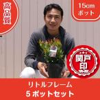  высокое качество rukote- little рама pot модель 15cm pot 5 pot бесплатная доставка ( Kanto * Tokai * Kansai * Hokuriku * Shinetsu . ограничение ) Revue . написать привилегия есть 