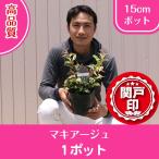  высокое качество rukote- MAQuillAGE pot модель 15cm pot 1 pot Revue . написать привилегия есть!!