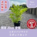  высокое качество запах van matsuli pot модель 9cm pot 5 pot комплект высота дерева 20cm передний и задний (до и после) бесплатная доставка ( Kanto * Tokai * Kansai * Hokuriku * Shinetsu . ограничение ) Revue . написать привилегия есть!
