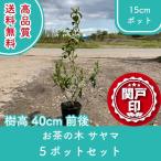  высокое качество чай. дерево Saya ma pot модель 15cm pot 5 pot комплект высота дерева 40cm передний и задний (до и после) бесплатная доставка ( Kanto * Tokai * Kansai * Hokuriku * Shinetsu . ограничение ) Revue . написать привилегия есть!!