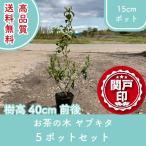  высокое качество чай. дерево yabkita pot модель 15cm pot 5 pot комплект высота дерева 40cm передний и задний (до и после) бесплатная доставка ( Kanto * Tokai * Kansai * Hokuriku * Shinetsu . ограничение ) Revue . написать привилегия есть!!