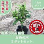  высокое качество чай. дерево 15cm pot 5 pot комплект высота дерева 30cm передний и задний (до и после) бесплатная доставка ( Kanto * Tokai * Kansai * Hokuriku * Shinetsu . ограничение ) Revue . написать привилегия есть!! сырой . низкий дерево 