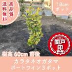  высокое качество kalatane michelia compressa порт вино 18cm pot 3 pot комплект высота дерева 60cm Revue . написать привилегия есть! бесплатная доставка ( Kanto * Tokai * Kansai * Hokuriku * Shinetsu . ограничение )