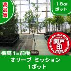 高品質オリーブの木ミッション18c...