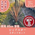  высокое качество красный Star pot модель 10.5~12cm pot 3 pot комплект высота дерева 60cm передний и задний (до и после) бесплатная доставка ( Kanto * Tokai * Kansai * Hokuriku * Shinetsu . ограничение ) Revue . написать привилегия есть 