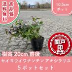  высокое качество seiyouiwa наан тонн akisila белка 10.5cm pot 5 pot комплект высота дерева 20cm передний и задний (до и после) бесплатная доставка ( Kanto * Tokai * Kansai * Hokuriku * Shinetsu . ограничение ) Revue . написать привилегия есть 
