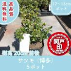  высокое качество Satsuki Hakata 12~15cm pot 5 pot комплект высота дерева 20cm передний и задний (до и после) бесплатная доставка ( Kanto * Tokai * Kansai * Hokuriku * Shinetsu . ограничение )