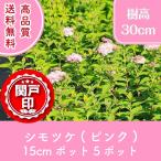  высокое качество спирея японская ( розовый ) pot модель 15cm pot 5 pot Revue . написать привилегия есть бесплатная доставка!( Kanto * Tokai * Kansai * Hokuriku * Shinetsu . ограничение )