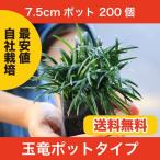 [ general sale beginning ] sphere dragon ( ophiopogon japonicus ) pot type 200 piece own cultivation free shipping ( Kanto * Tokai * Kansai * Hokuriku * Shinetsu . limit ) 7.5cm pot 200 pot 
