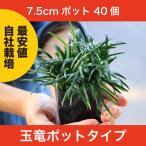 [ general sale beginning ] sphere dragon ( ophiopogon japonicus ) pot type 40 piece set own cultivation direct delivery from producing area 7.5cm pot 40 pot 