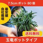【通常販売開始】玉竜(タマ リュウ) ポットタイプ 80個セット 自家栽培 送料無料(関東・東海・関西・北陸・信越に限り) 7.5cmポット