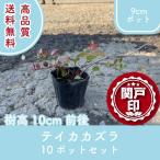  высокое качество te кальмар kazla pot модель 9cm pot 10 pot комплект высота дерева 10cm передний и задний (до и после) бесплатная доставка ( Kanto * Tokai * Kansai * Hokuriku * Shinetsu . ограничение ) Revue . написать привилегия есть!