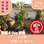  высокое качество tobela15cm pot 5 pot комплект высота дерева 40cm передний и задний (до и после) бесплатная доставка ( Kanto * Tokai * Kansai * Hokuriku * Shinetsu . ограничение ) Revue . написать привилегия есть!. исключая . сырой .