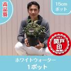  высокое качество rukote- белый вода pot модель 15cm pot 1 pot Revue . написать привилегия есть!!