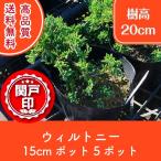  высокое качество Will Tony pot модель 15cm pot 5 pot Revue . написать привилегия есть бесплатная доставка!( Kanto * Tokai * Kansai * Hokuriku * Shinetsu . ограничение )