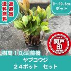  высокое качество yabkouji 10 обе pot модель 24 pot комплект высота дерева 10cm передний и задний (до и после) бесплатная доставка ( Kanto * Tokai * Kansai * Hokuriku * Shinetsu . ограничение ) Revue . написать привилегия есть! цветок цвет белый фиолетовый 