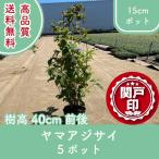  высокое качество сезон дождей. . позиций гортензия серрата pot модель 15cm pot 5 pot комплект высота дерева 40cm передний и задний (до и после) бесплатная доставка ( Kanto * Tokai * Kansai * Hokuriku * Shinetsu . ограничение ) Revue . написать привилегия есть 